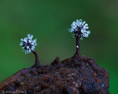 fungi-macro-photography-alison-pollack-12.jpg