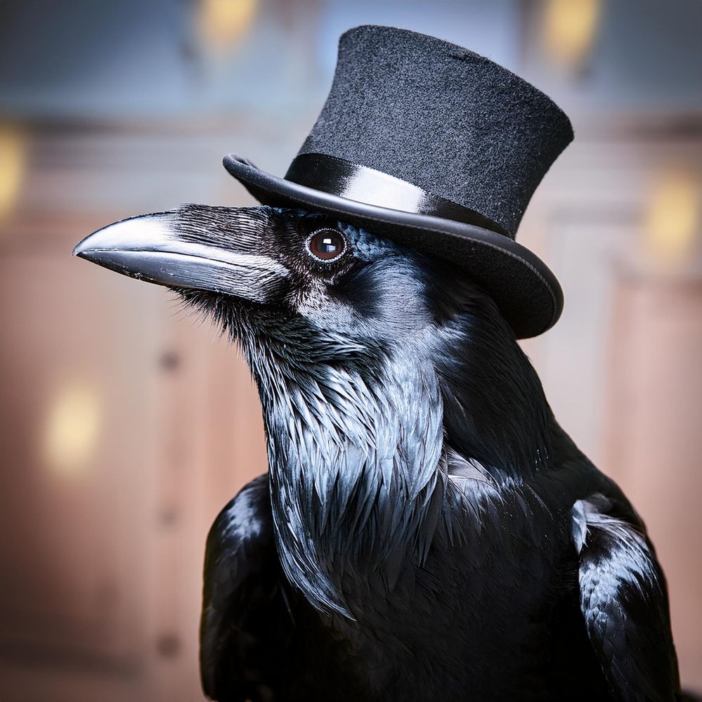 Top hat raven - realistic