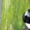 Magpie22