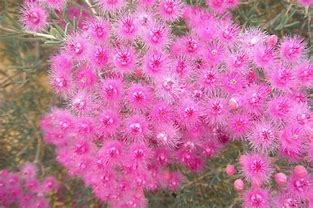 pink flowers thursday.png