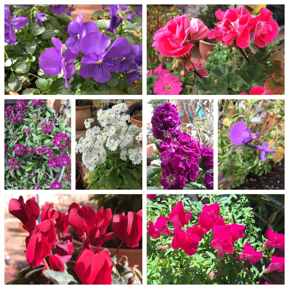 My end of winter cheer