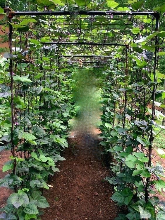 home-vegetable-garden-ideas-vertical-in-sri-lanka 2.jpg