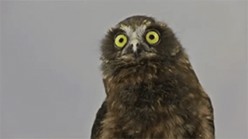 received_1311100082607396.gif
