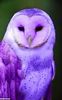 Mauve Pixar Owl.jpg